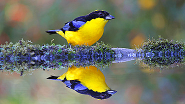 Blue-winged mountain tanager (Anisognathus somptuosus) on the edge of a pool and its reflection. Ecuador South of America