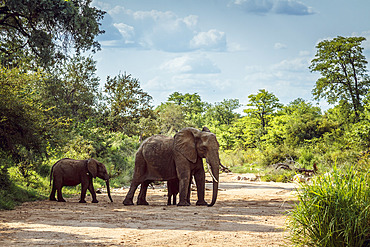 African bush elephant (Loxodonta africana) female with cub in dry riverbed in Kruger National park, South Africa