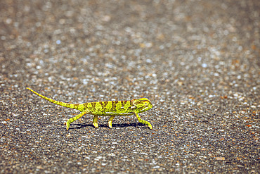 Flap-necked chameleon (Chamaeleo dilepis) walking on tar road in Greater Kruger National park, South Africa