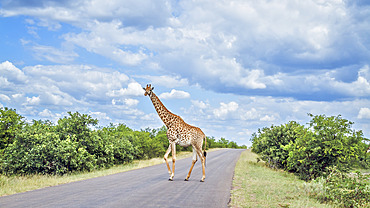 Giraffe (Giraffa camelopardalis) crossing safari road in Kruger National park, South Africa