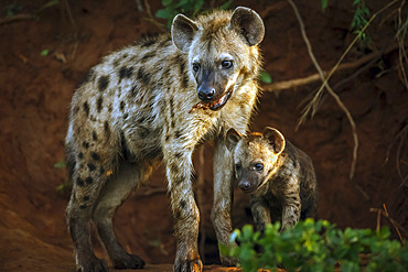 Spotted hyaena (Crocuta crocuta) female with cub at den entry in Kruger National park, South Africa