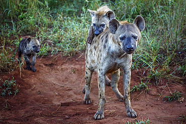 Spotted hyaena (Crocuta crocuta) cubs playing with mother in Kruger National park, South Africa