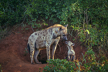 Spotted hyaena (Crocuta crocuta) mother and cub bonding at den entry in Kruger National park, South Africa
