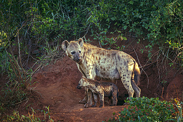 Spotted hyaena (Crocuta crocuta) mother and cub bonding at den entry in Kruger National park, South Africa