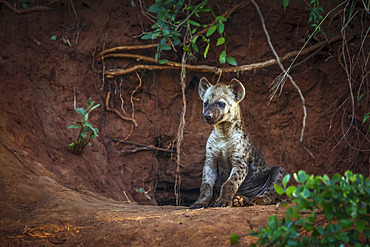 Spotted hyaena (Crocuta crocuta) cub standing front view at den entry in Kruger National park, South Africa