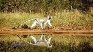 Vervet monkey (Chlorocebus pygerythrus) walking along waterhole with reflection in Kruger National park, South Afric