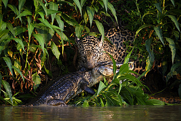 Hunting scene of a jaguar (Panthera onca) catching a yacare caiman (Caiman yacare) by the neck in Pantanal, Brazil