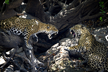 Dispute between a female and male jaguar (Panthera onca) during mating season in the Pantanal, Brazil