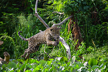 Jaguar (Panthera Onca) jumping on prey in the water hyacinths of the Pantanal, Brazil