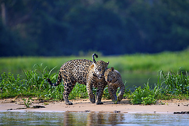 Jaguar (Panthera onca) Mother reuniting with her cub on the beach by the river in Pantanal, Brazil