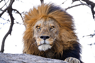 Portrait of a lion (Panthera leo) resting on a rock and looking at the photographer in the Serengeti, Tanzania