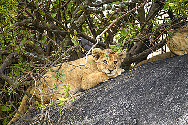 Lion cub (Panthera leo) resting on a rock under a bush while waiting for their mother in the Serengeti, Tanzania