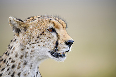 Portrait of a cheetah (Acinonyx jubatus) in profil with its mouth half open in the Serengeti, Tanzania