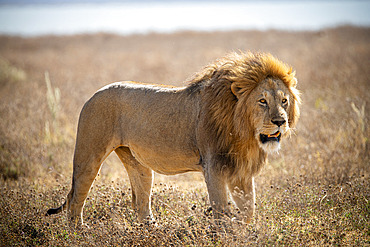 Lion (Panthera leo) walking in the savannah in the Ngorongoro Crater in Tanzania