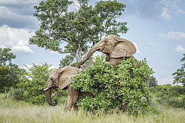 Two African bush elephants (Loxodonta africana) mating in the bush in Kruger National park, South Africa