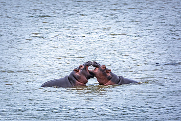 Two young Hippopotamus (Hippopotamus amphibius) playing face to face in water in Kruger National park, South Africa