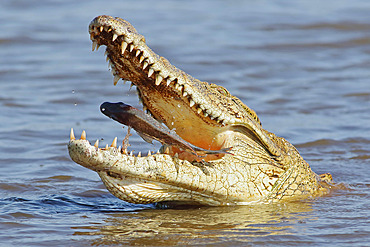 Nile Crocodile (Crocodylus niloticus) just catching a fish. Kruger NP. South Africa