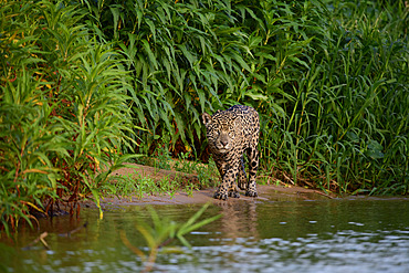 Jaguar (Panthera onca) walking on the beach next to the river the Pantanal, Brazil