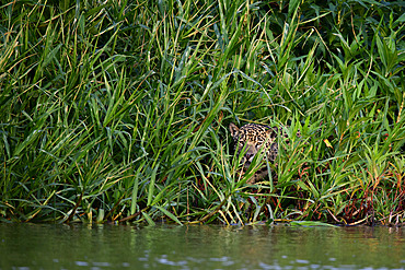 Jaguar (Panthera onca) in aquatic plants near the river in Pantanal, Brazil