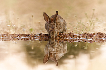 Wild rabbit (Oryctolagus cuniculus) drinking, Spain