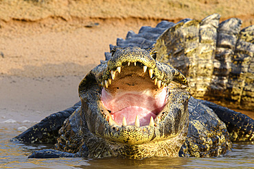 Yacare caiman (Caiman yacare) from the front with its mouth open in the Pantanal, Brazil