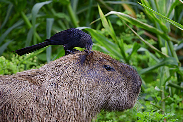 Capybara (Hydrochaerus hydrochaeris) in profile against a vegetative background with a Smooth-billed Ani (Crotophaga ani) on its head in the Pantanal, Brazil
