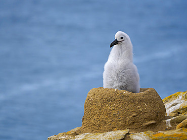 Chick on nest. Black-browed Albatross or Mollymauk (Thalassarche melanophris). South America, Falkland Islands, Saunders Island, summer