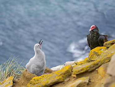 Chick fending off a Turkey Vulture. Black-browed Albatross or Mollymauk (Thalassarche melanophris). South America, Falkland Islands, Saunders Island, summer