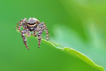 Great saltic (Marpissa muscosa) on a leaf in the garden, Lorraine, France