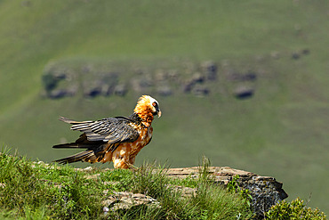 Bearded vulture, lammergeier or ossifrage (Gypaetus barbatus) perched in Giant's Castle Game Reserve, Drakensberg, South Africa. Rare scavenger with striking plumage, known for bone-dropping behaviour.