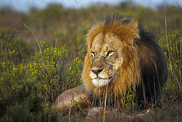 Close-up of a majestic male lion (Panthera leo) peering through lush bushveld near Gqeberha, Eastern Cape, South Africa. Perfect for wildlife, safari, and nature-themed projects or editorials.