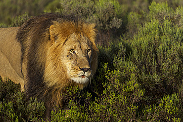 Close-up of a majestic male lion (Panthera leo) peering through lush bushveld near Gqeberha, Eastern Cape, South Africa. Perfect for wildlife, safari, and nature-themed projects or editorials.