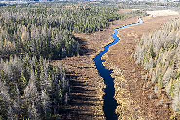 Stream in a marshy area of mixed forest, Mauricie region, Province of Quebec