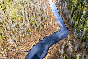Frozen stream in a mixed forest marsh, Mauricie region, Province of Quebec, Canada