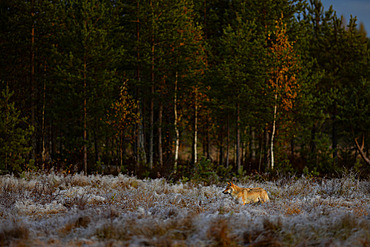 Young Grey wolf (Canis lupus) in the no men's land between Finland and Russia