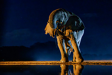 African Savanna Elephant or Savanna Elephant (Loxodonta africana), drinking by night at the waterhole, Shompole wilderness, Shompole Community, Kenya, East Africa, Africa