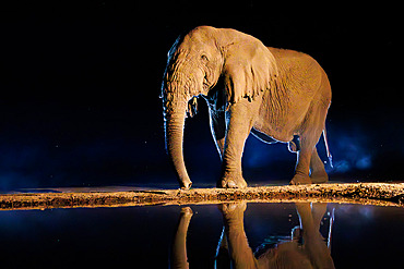 African Savanna Elephant or Savanna Elephant (Loxodonta africana), drinking by night at the waterhole, Shompole wilderness, Shompole Community, Kenya, East Africa, Africa