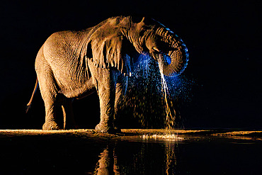 African Savanna Elephant or Savanna Elephant (Loxodonta africana), drinking by night at the waterhole, Shompole wilderness, Shompole Community, Kenya, East Africa, Africa