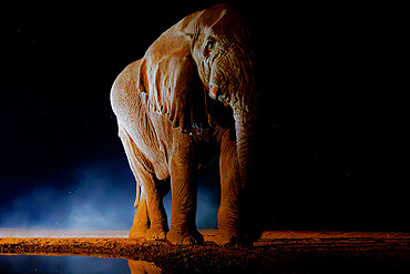 African Savanna Elephant or Savanna Elephant (Loxodonta africana), drinking by night at the waterhole, Shompole wilderness, Shompole Community, Kenya, East Africa, Africa