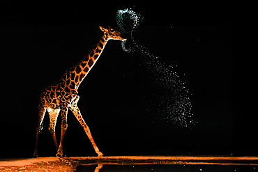 Masai giraffe (Giraffa camelopardalis tippelskirchi) drinking from a waterhole by night, Shompole wilderness, Shompole Community, Kenya, East Africa, Africa
