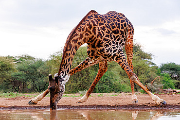 Masai giraffe (Giraffa camelopardalis tippelskirchi) drinking from a waterhole, shrubby savannah landscape, Shompole wilderness, Shompole Community, Kenya, East Africa, Africa