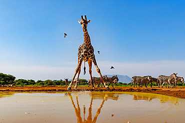 Masai giraffe (Giraffa camelopardalis tippelskirchi) drinking from a waterhole with zebras, Shompole wilderness, Shompole Community, Kenya, East Africa, Africa