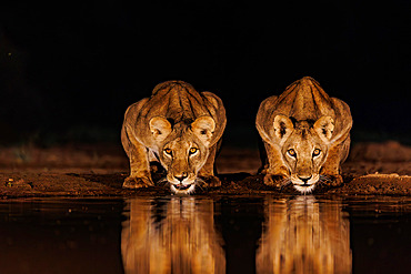 Lioness (Panthera leo), Drinking from a pond, Shompole wilderness, Shompole Community, Kenya, East Africa, Africa