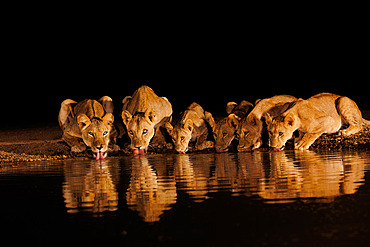 Lioness (Panthera leo) with cubs, Drinking from a pond, Shompole wilderness, Shompole Community, Kenya, East Africa, Africa