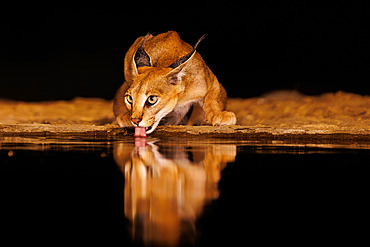 Caracal (Caracal caracal) coming to drink in a waterhole, by night, Shompole wilderness, Shompole Community, Kenya, East Africa, Africa