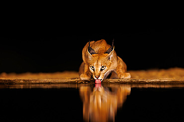 Caracal (Caracal caracal) coming to drink in a waterhole, by night, Shompole wilderness, Shompole Community, Kenya, East Africa, Africa