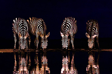 Burchell's zebras (Equus quagga syn. Equus burchellii), drinkink by night from a waterhole, Shompole wilderness, Shompole Community, Kenya, East Africa, Africa