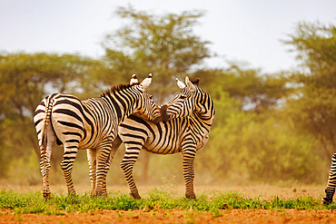 Burchell's zebra (Equus quagga syn. Equus burchellii), near a waterhole, Shompole wilderness, Shompole Community, Kenya, East Africa, Africa