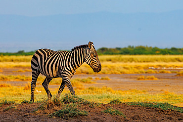 Burchell's zebra (Equus quagga syn. Equus burchellii), near a waterhole, Shompole wilderness, Shompole Community, Kenya, East Africa, Africa