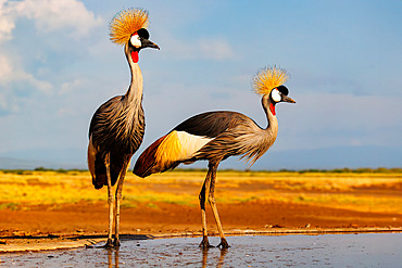 Grey crowned crane (Balearica regulorum), couple near by a waterhole, Shompole wilderness, Shompole Community, Kenya, East Africa, Africa